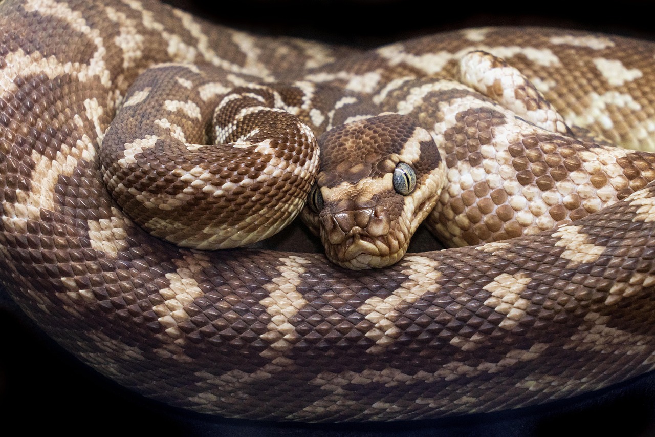 30代から始める未経験者向けのPython学習法は？