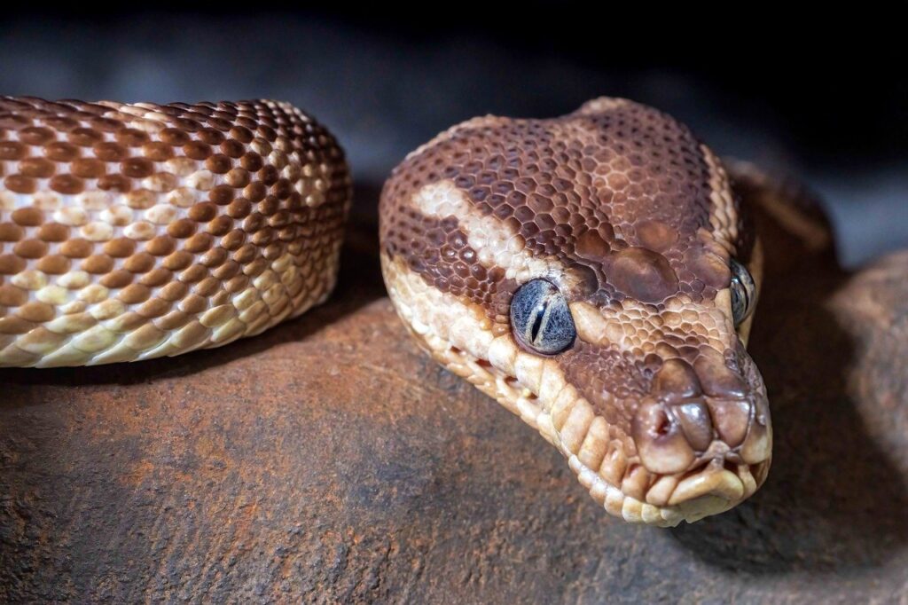 30代で未経験から始めるPython学習のステップは？