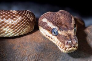 30代で未経験から始めるPython学習のステップは？