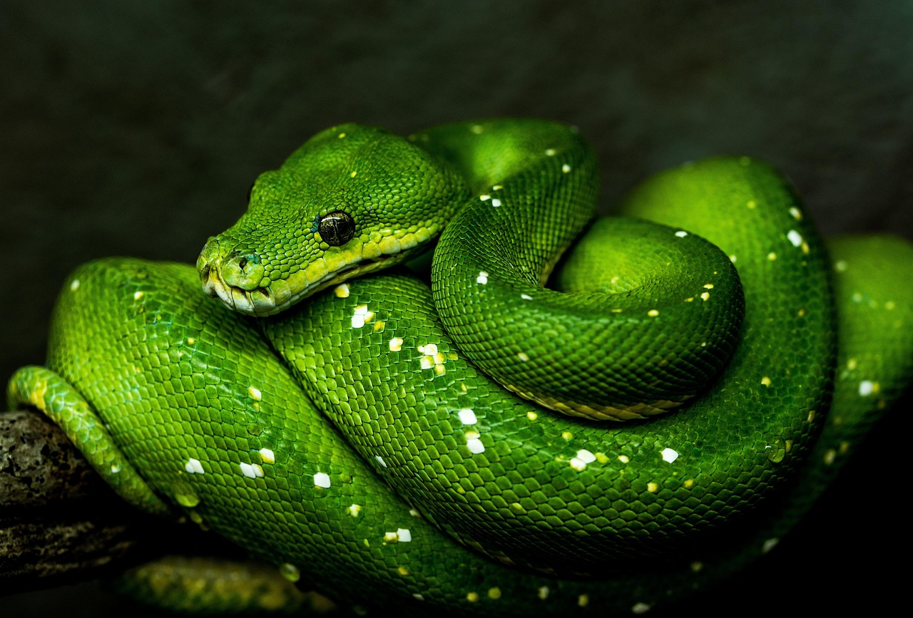 Python学習を未経験から始めるための最適なステップは？
