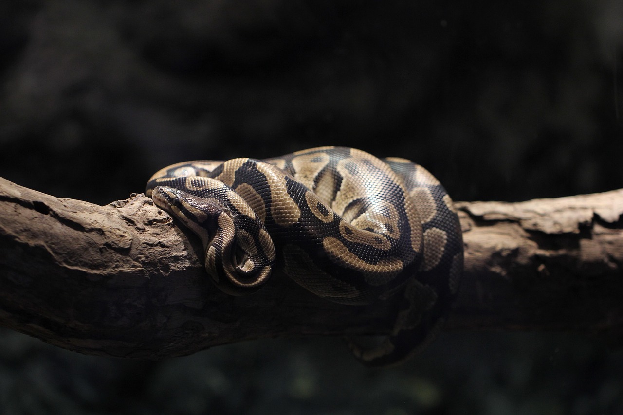 Python学習を未経験から始めるための最適な方法は？