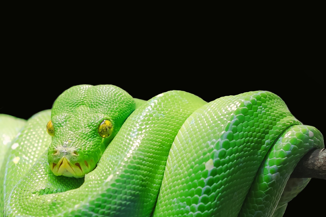 python学習を未経験から始めるための効果的なステップは？