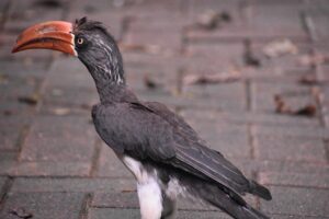 automate the boring stuff udemyで学ぶプログラミングの魅力とは？