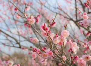 効果的なSQL学習方法は何ですか？